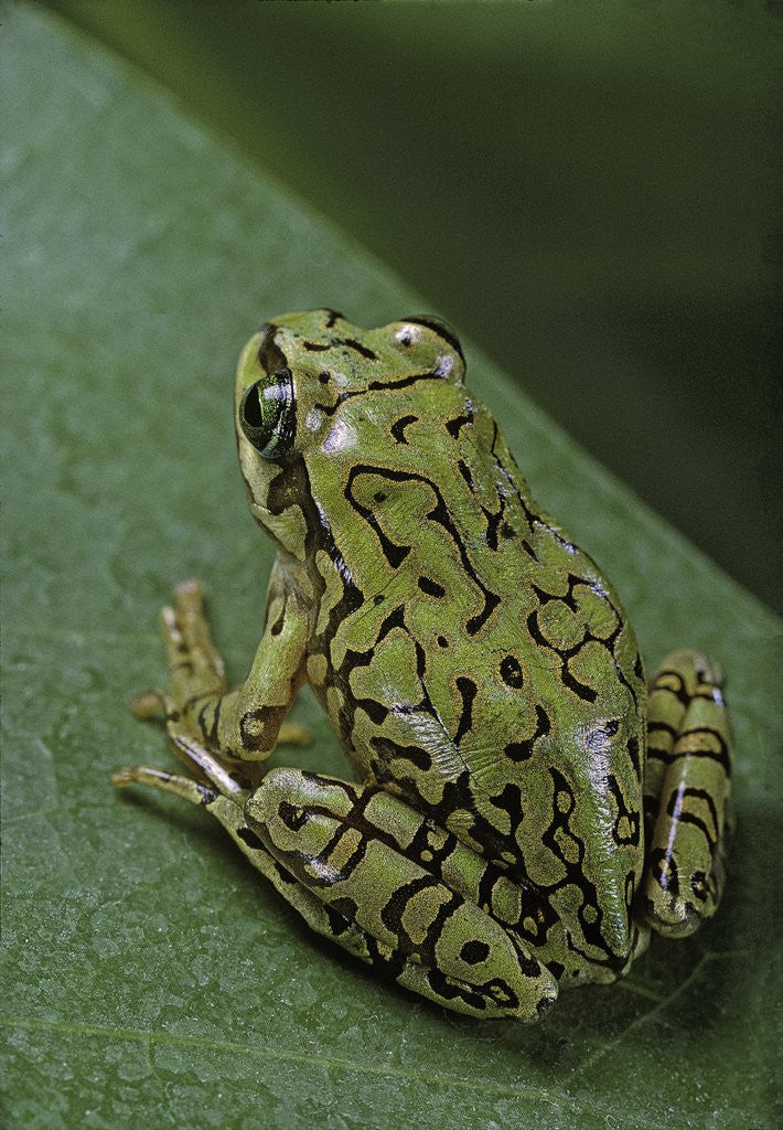 Detail of Boophis microtympanum (imerina bright-eyed frog) by Anonymous