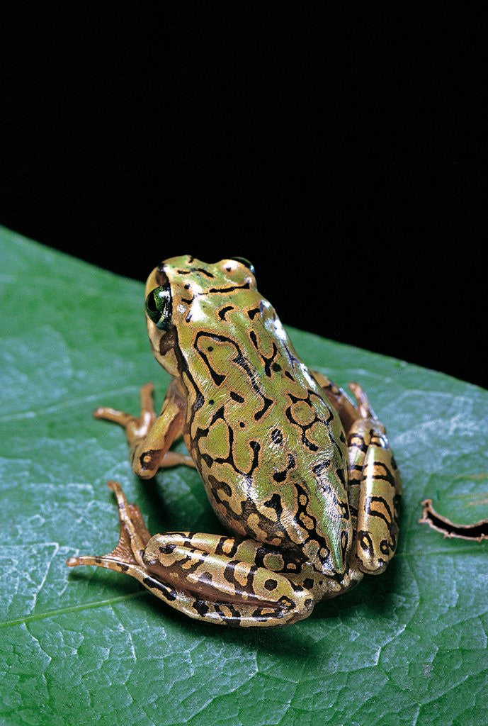 Detail of Boophis microtympanum (imerina bright-eyed frog) by Anonymous