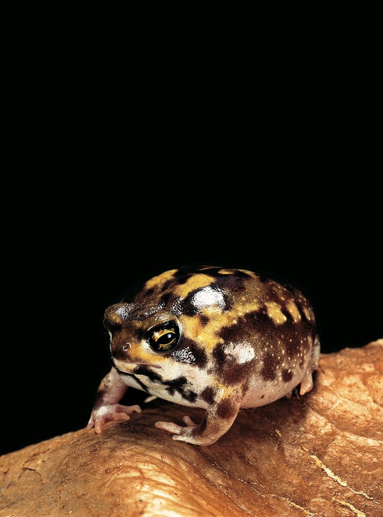 Detail of Breviceps adspersus (common rain frog, Transvaal short-headed frog) by Anonymous