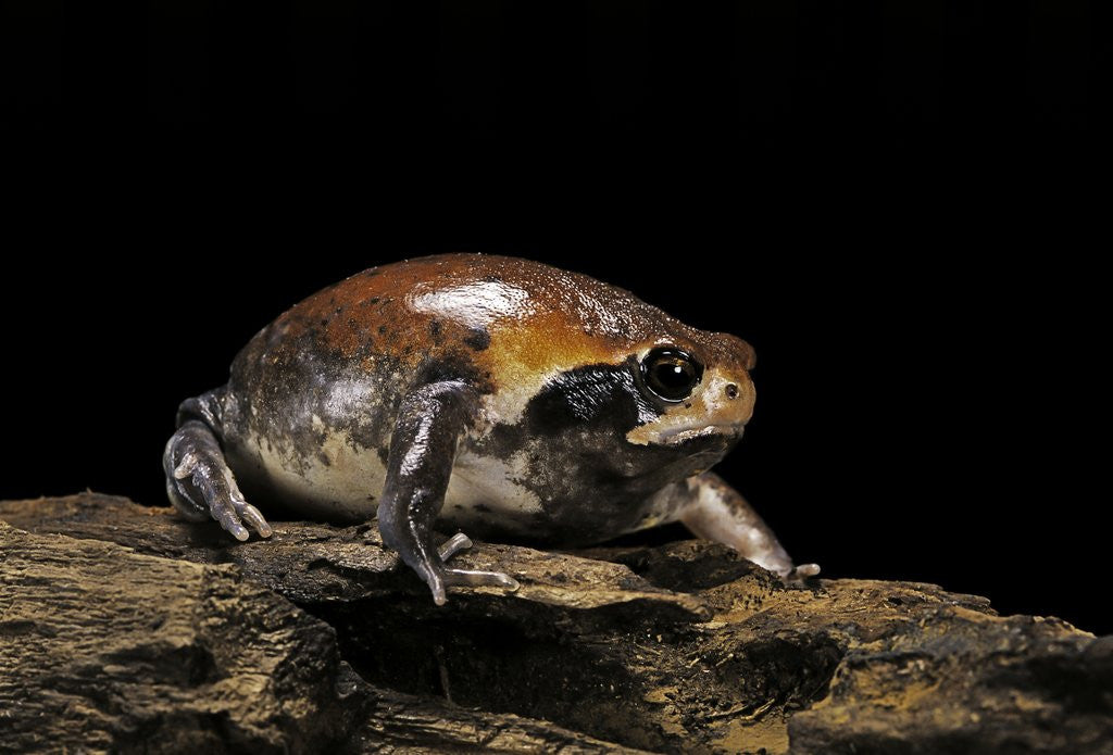 Detail of Breviceps mossambicus (flat-face frog, Mozambique rain frog) by Anonymous