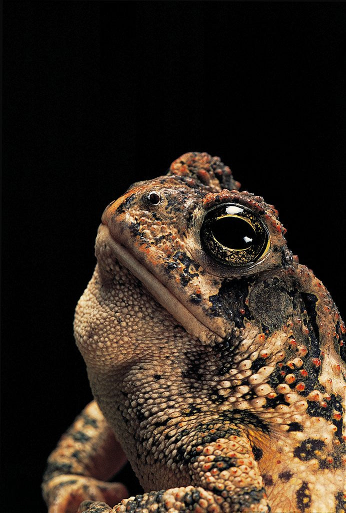 Detail of Bufo americanus (eastern american toad) by Anonymous