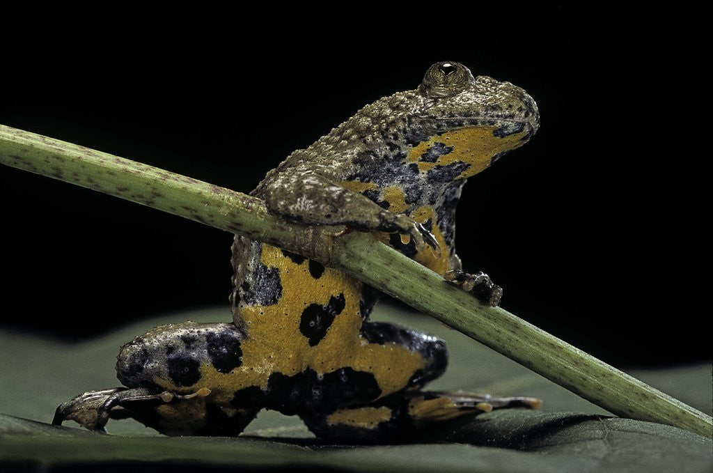 Detail of Bombina variegata (yellow-bellied toad) by Anonymous