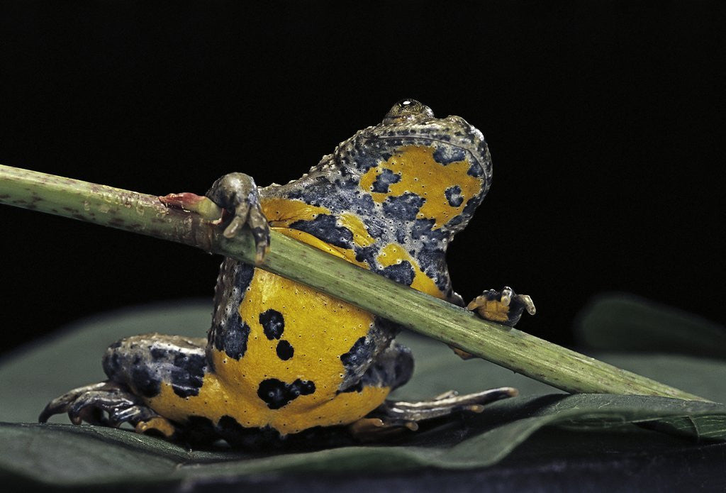 Detail of Bombina variegata (yellow-bellied toad) by Anonymous