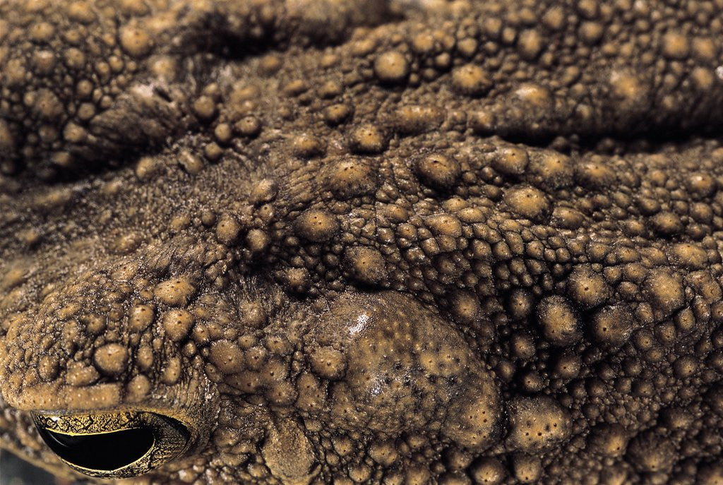 Detail of Bufo asper (river toad, Kodok Puru Besar) by Anonymous