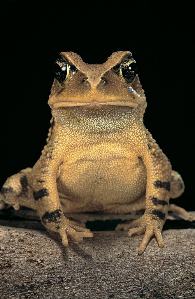 Detail of Bufo brauni (dead-leaf toad) by Anonymous