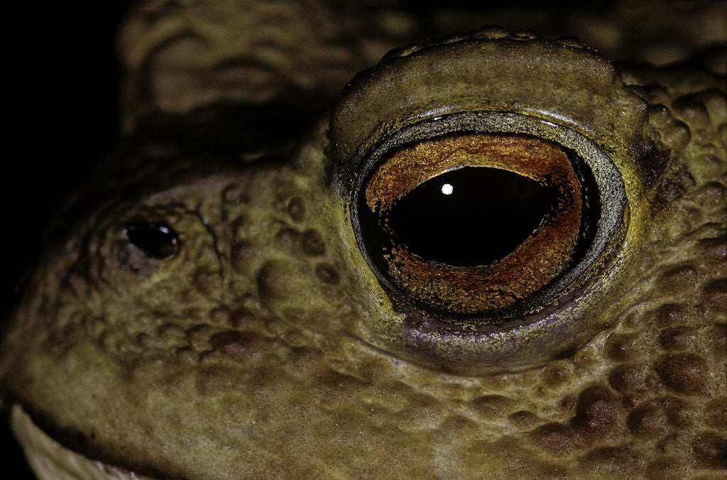 Detail of Bufo bufo (european toad, common toad) - eye by Anonymous