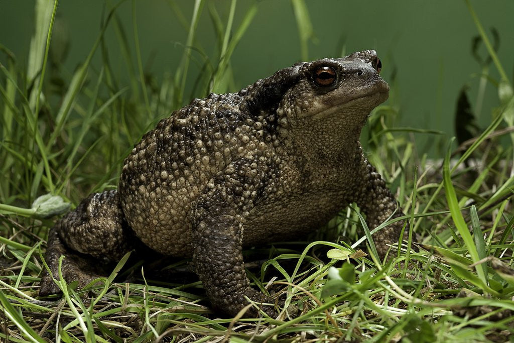 Detail of Bufo bufo (european toad, common toad) by Anonymous