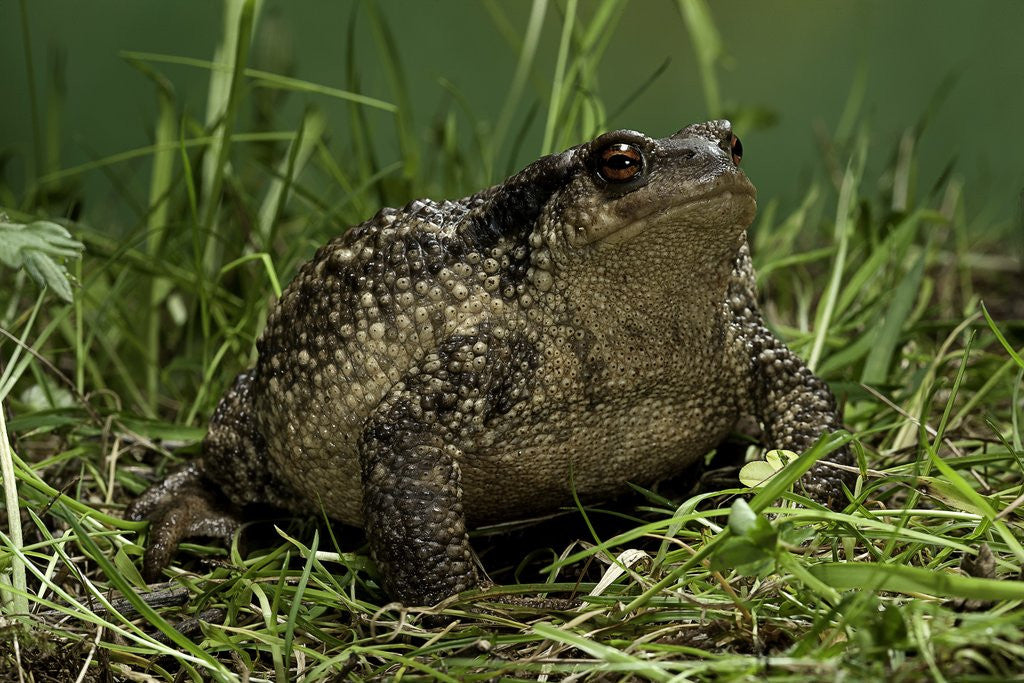 Detail of Bufo bufo (european toad, common toad) by Anonymous