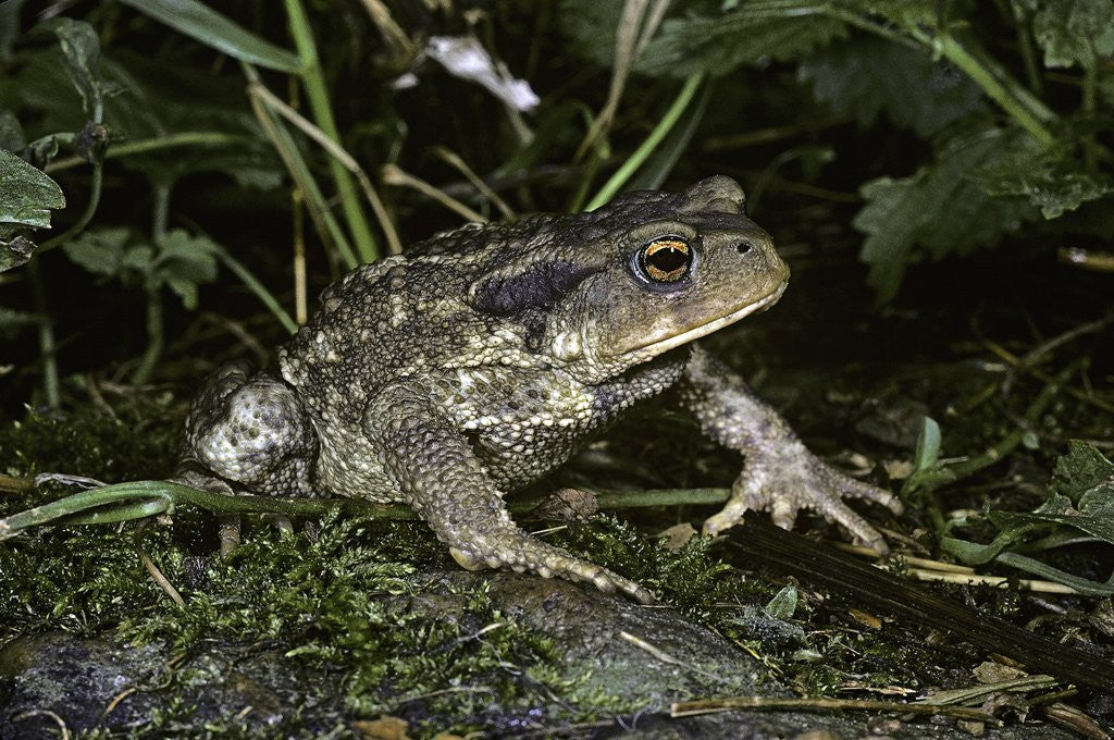 Detail of Bufo bufo (european toad, common toad) by Anonymous