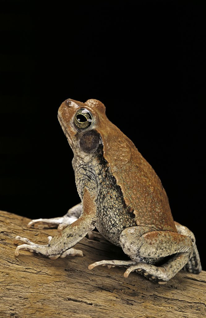 Detail of Schismaderma carens (red toad) by Anonymous