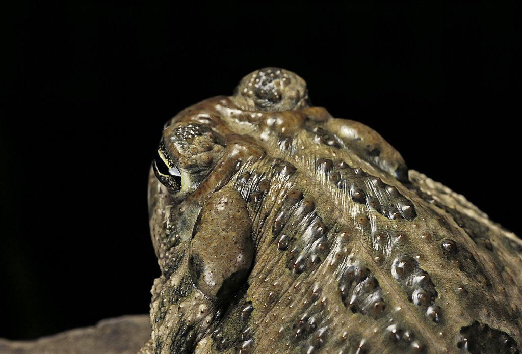Detail of Anaxyrus cognatus (great plains toad) by Anonymous