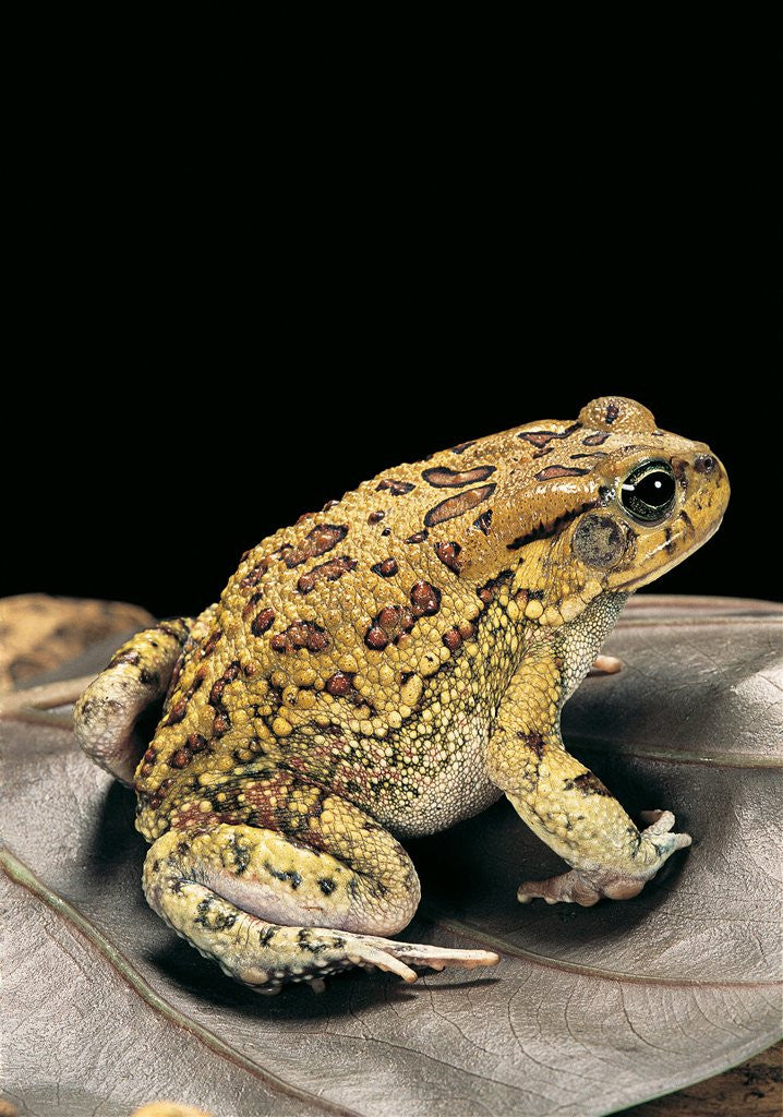 Detail of Amietophrynus garmani (Garman's toad) by Anonymous