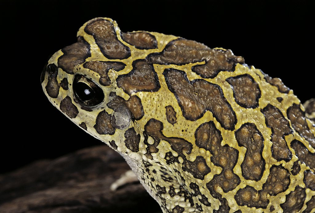 Detail of Bufo mauritanicus (berber toad) by Corbis