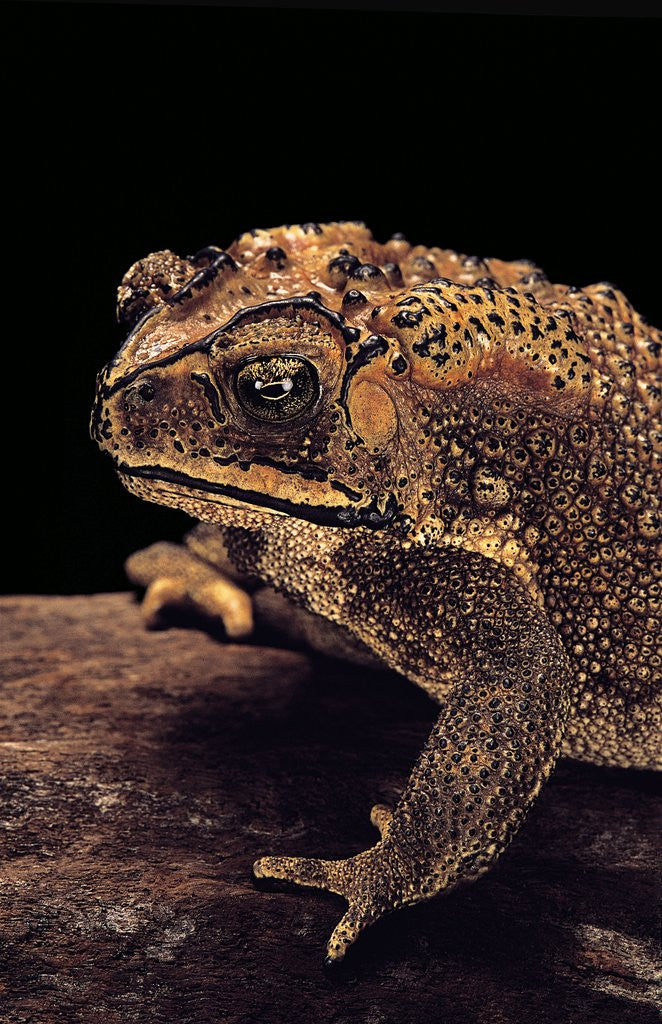Detail of Duttaphrynus melanostictus (spectacled toad) by Anonymous