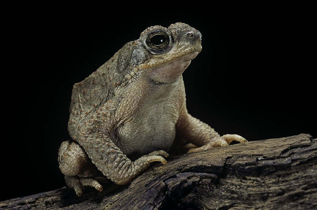 Detail of Anaxyrus punctatus (red-spotted toad) by Anonymous