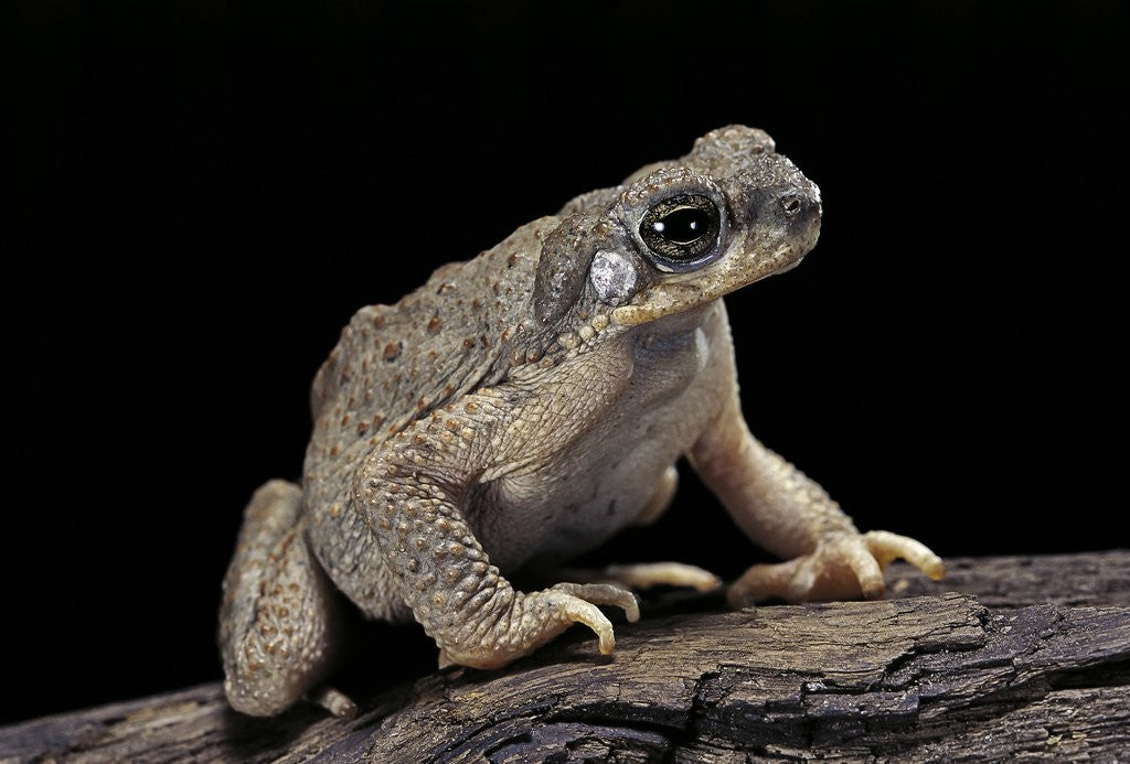 Anaxyrus punctatus (red-spotted toad) by Corbis