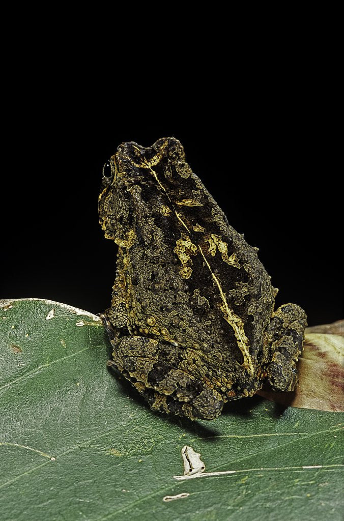 Detail of Bufo sp. by Anonymous