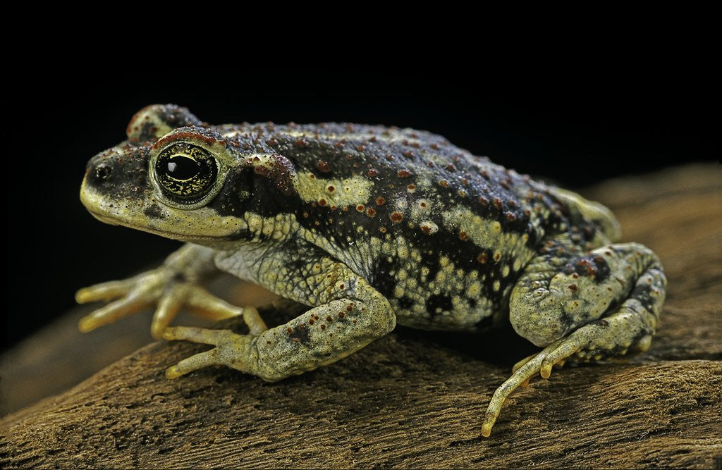 Detail of Rhinella spinulosa (warty toad) by Anonymous