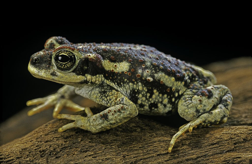 Detail of Rhinella spinulosa (warty toad) by Corbis