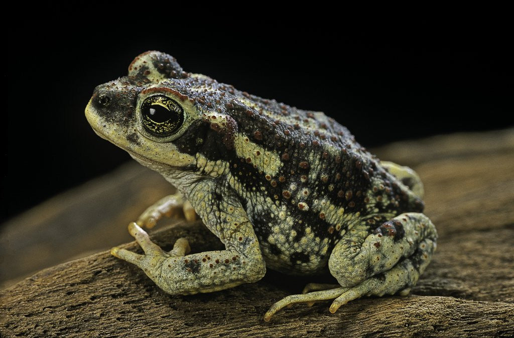 Detail of Rhinella spinulosa (warty toad) by Anonymous