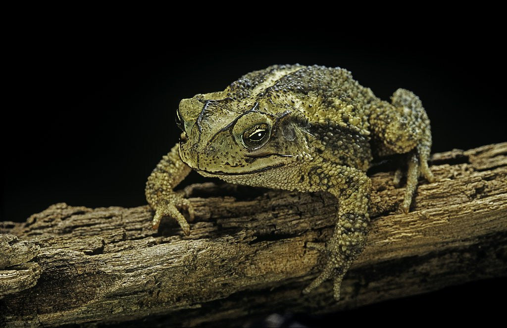 Detail of Incilius valliceps (gulf coast toad) by Anonymous