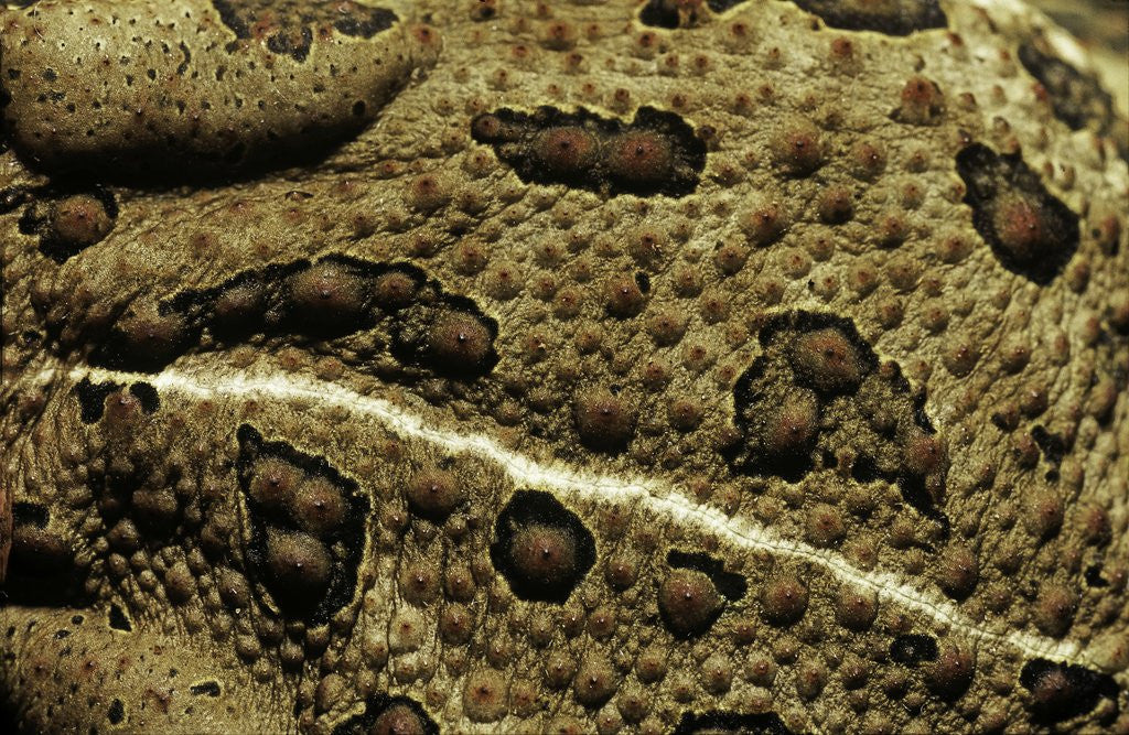 Detail of Anaxyrus woodhousii (woodhouse's toad) by Anonymous
