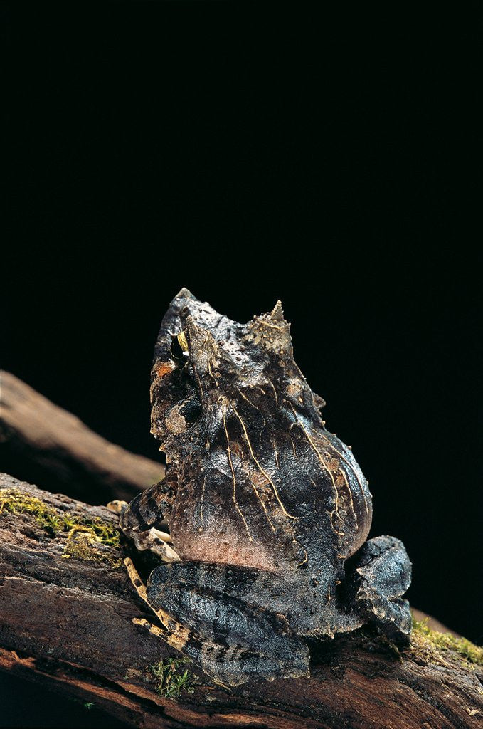 Detail of Ceratobatrachus guentheri (Gunther's triangle frog) by Anonymous