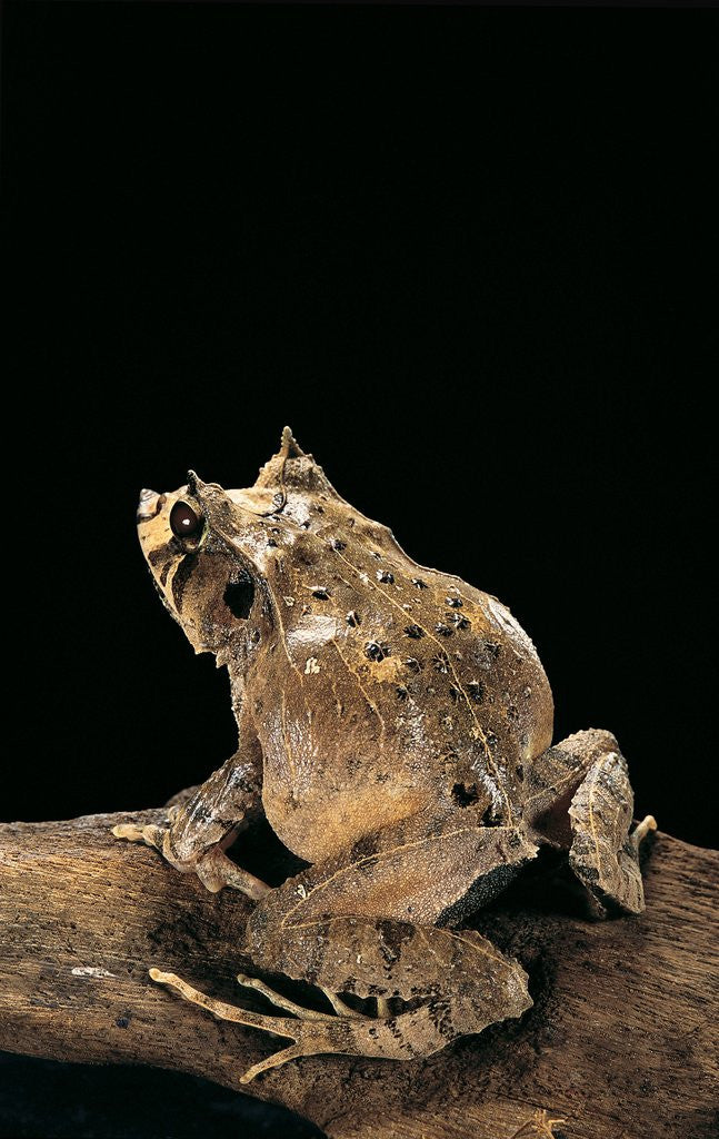 Detail of Ceratobatrachus guentheri (Gunther's triangle frog) by Anonymous
