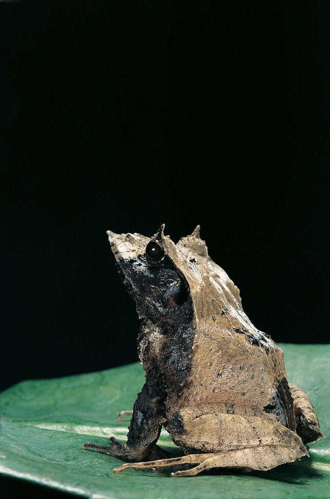 Detail of Ceratobatrachus guentheri (Gunther's triangle frog) by Anonymous