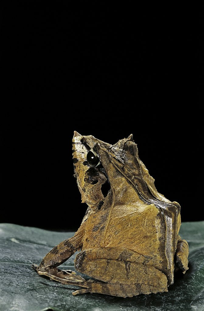 Detail of Ceratobatrachus guentheri (Gunther's triangle frog) by Anonymous