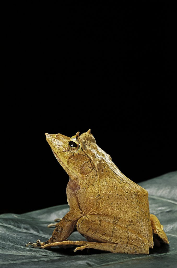 Detail of Ceratobatrachus guentheri (Gunther's triangle frog) by Anonymous