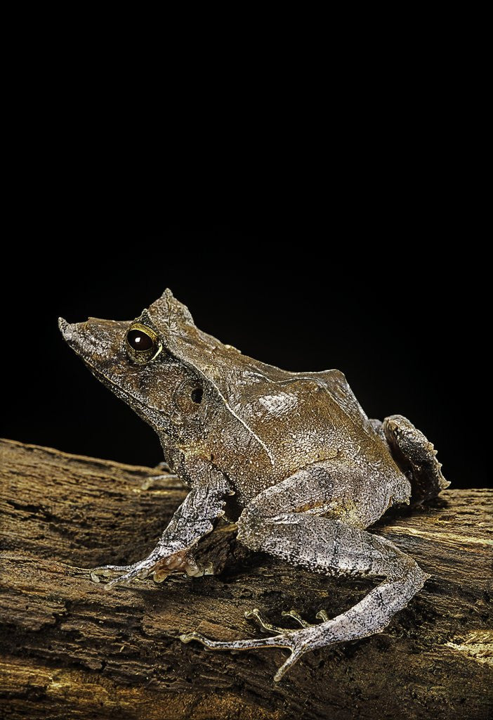Detail of Ceratobatrachus guentheri (Gunther's triangle frog) by Corbis