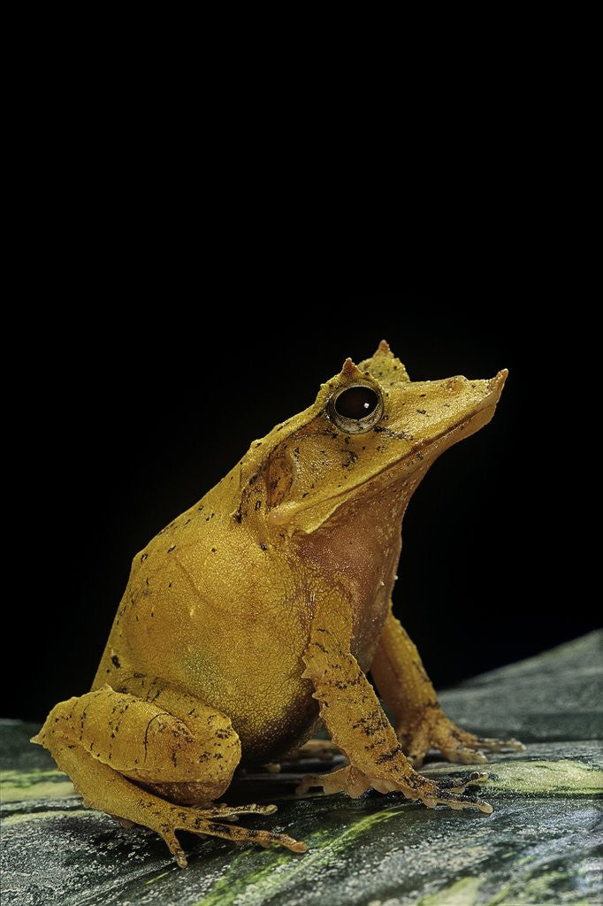 Detail of Ceratobatrachus guentheri (Gunther's triangle frog) by Anonymous