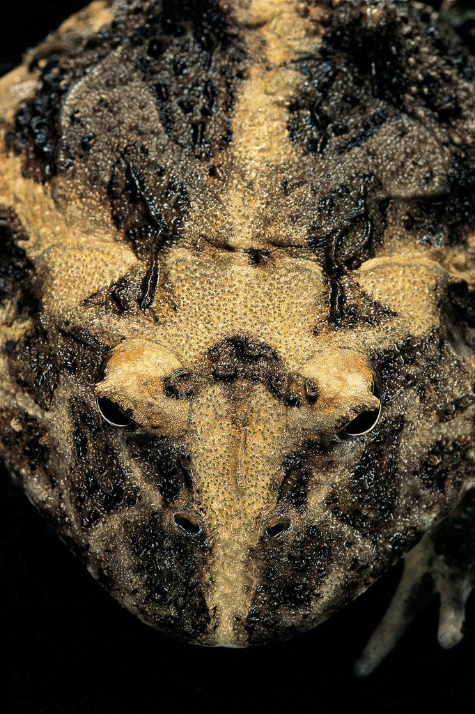 Detail of Ceratophrys cranwelli (Cranwell's horned frog, Chacoan horned frog) by Anonymous