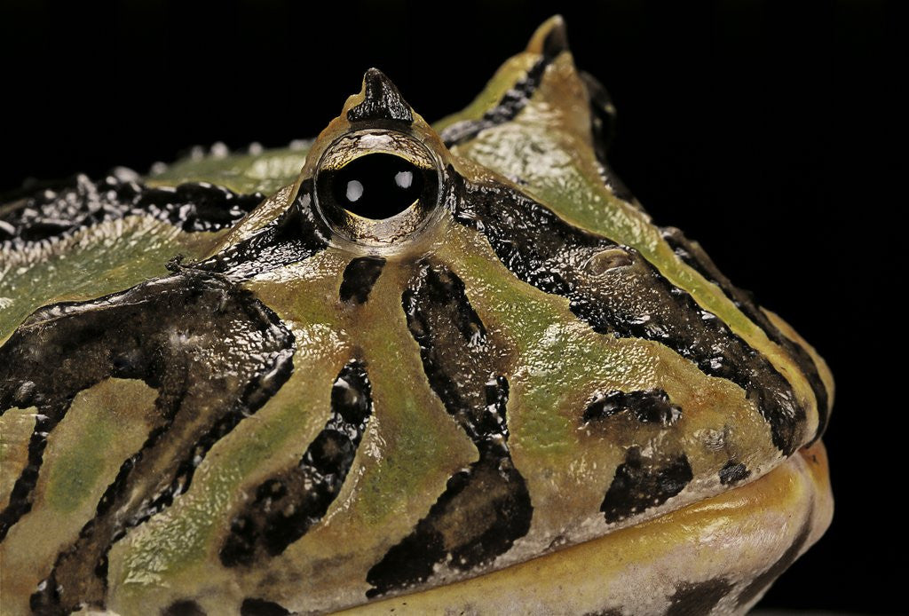Detail of Ceratophrys cranwelli x cornuta (horned frog) by Anonymous