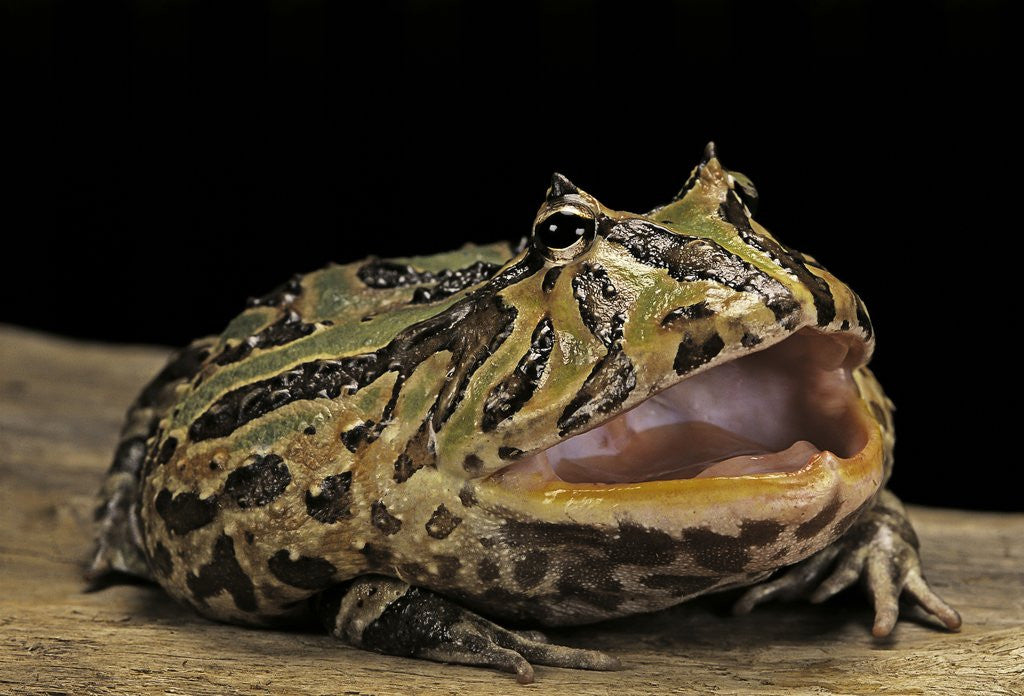 Detail of Ceratophrys cranwelli x cornuta (horned frog) by Anonymous