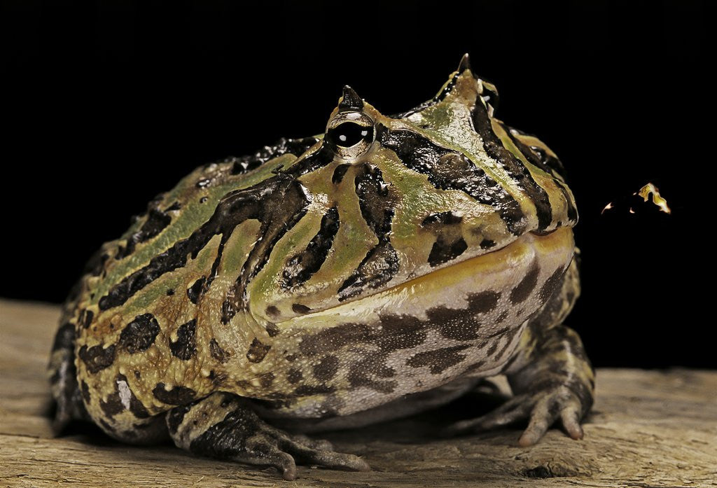 Detail of Ceratophrys cranwelli x cornuta (horned frog) by Anonymous