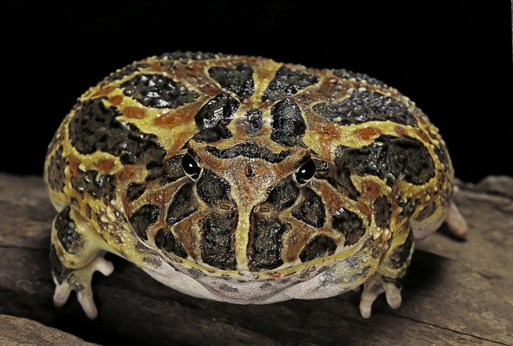 Detail of Ceratophrys ornata (ornate horned frog, escuerzo) by Anonymous