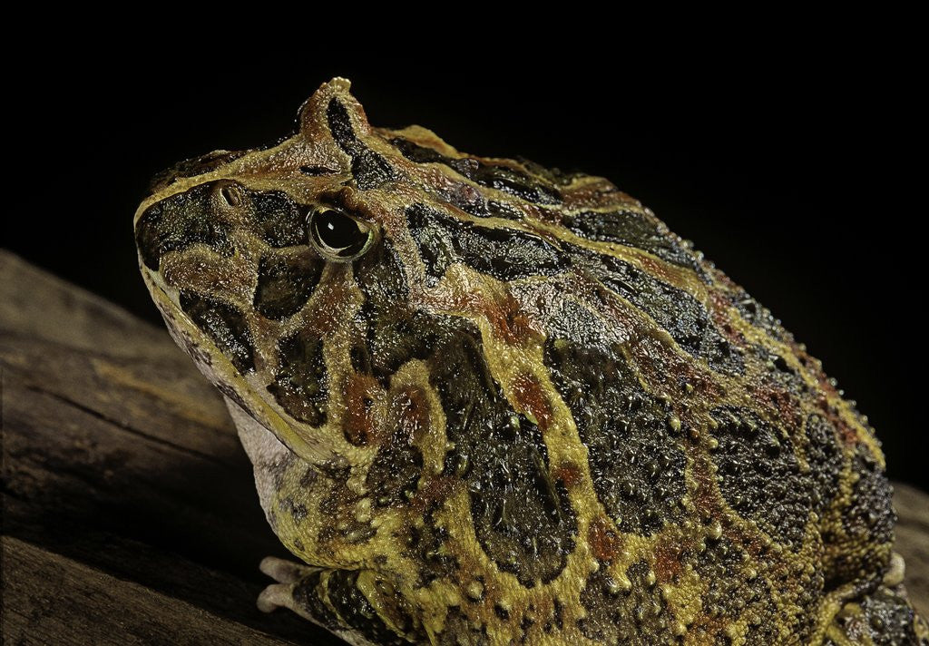 Detail of Ceratophrys ornata (ornate horned frog, escuerzo) by Anonymous