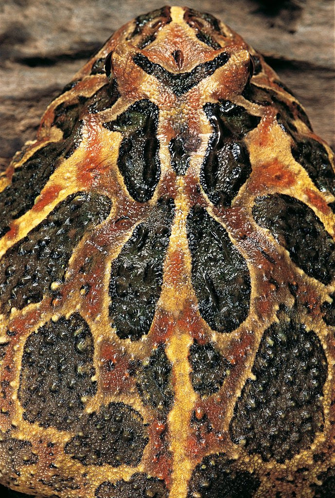 Detail of Ceratophrys ornata (ornate horned frog, escuerzo) by Anonymous
