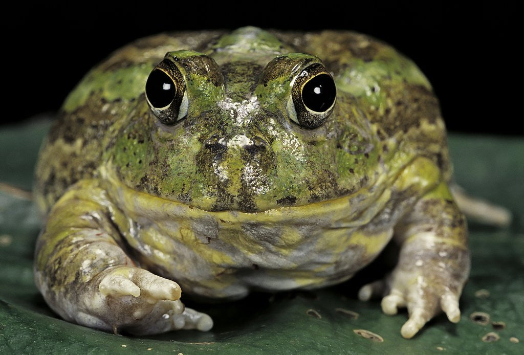 Detail of Chacophrys pierottii (lesser chini frog, chaco horned frog) by Anonymous