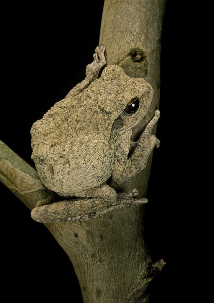 Detail of Chiromantis xerampelina (grey foam-nest treefrog) by Anonymous