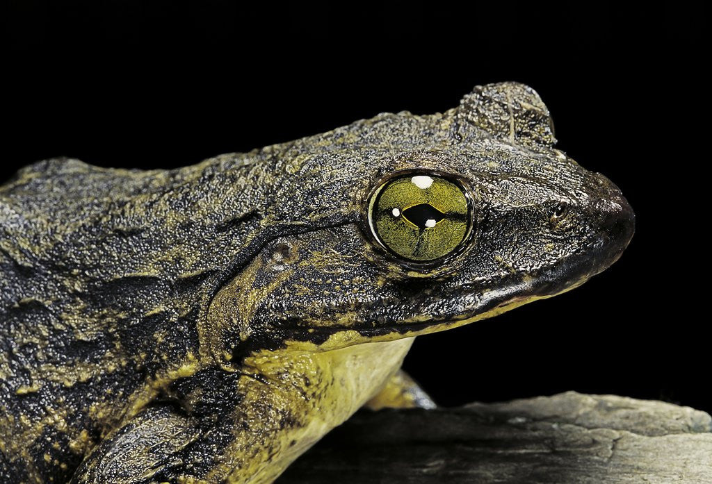 Detail of Conraua goliath (giant frog) by Anonymous