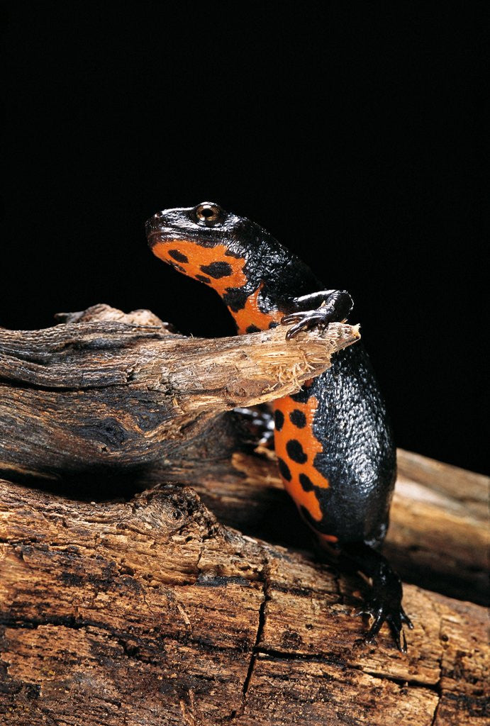 Detail of Cynops orientalis (fire-bellied newt) by Anonymous