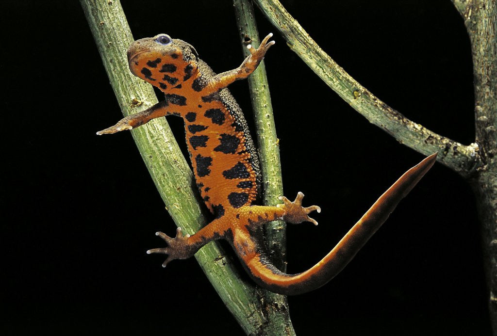 Detail of Cynops pyrrhogaster (Japanese fire-bellied newt) by Anonymous