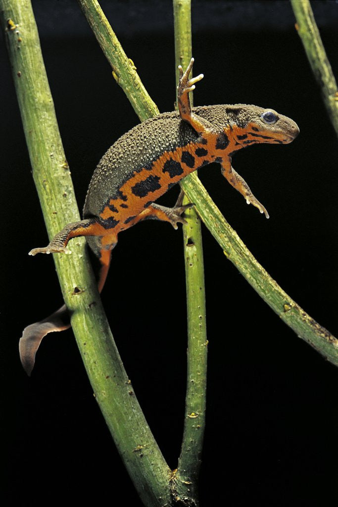 Detail of Cynops pyrrhogaster (Japanese fire-bellied newt) by Anonymous