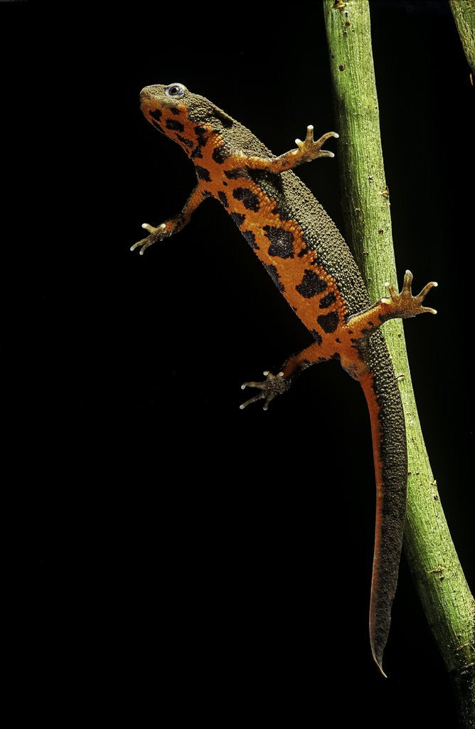 Detail of Cynops pyrrhogaster (Japanese fire-bellied newt) by Anonymous