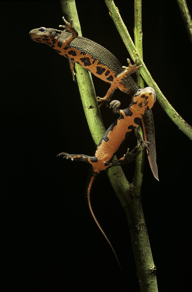Detail of Cynops pyrrhogaster (Japanese fire-bellied newt) by Anonymous