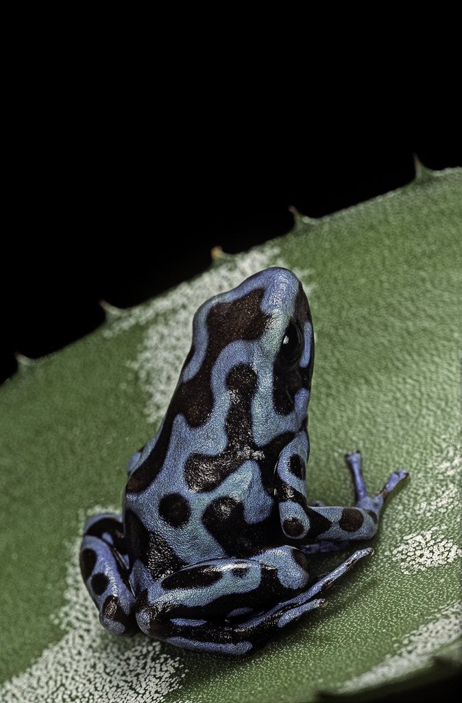 Detail of Dendrobates auratus f. blue (green and black poison dart frog) by Anonymous