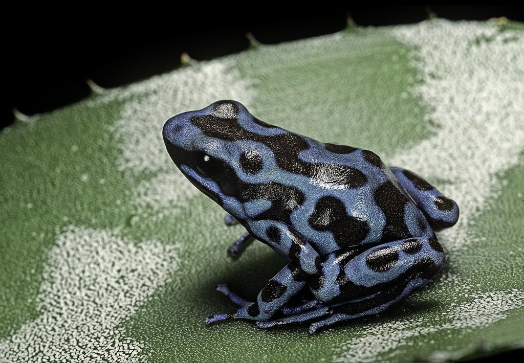 Detail of Dendrobates auratus f. blue (green and black poison dart frog) by Anonymous